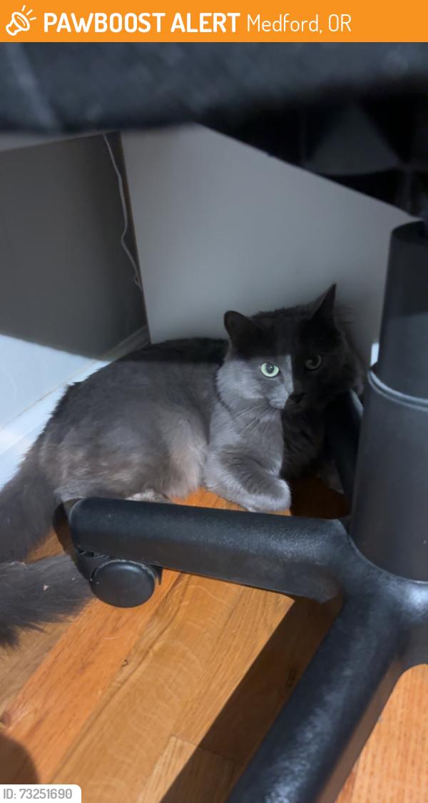 Found/Stray Unknown Cat last seen Orchard Home and Georgia, Medford, OR 97501
