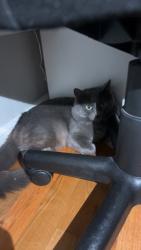 Found/Stray Unknown Cat last seen Orchard Home and Georgia, Medford, OR 97501