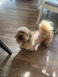 Found/Stray Male Dog last seen Penn park, Whittier, CA 90602