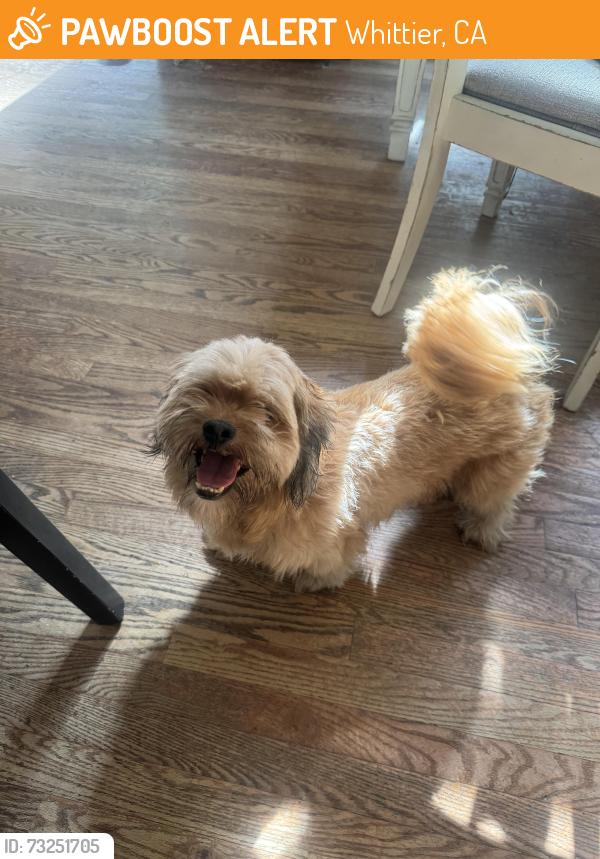 Found/Stray Male Dog last seen Penn park, Whittier, CA 90602
