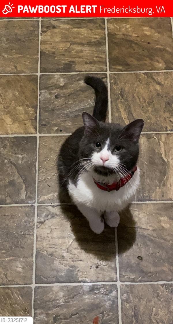 Lost Male Cat last seen Carters bank, Fredericksburg, VA 22405