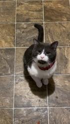 Lost Male Cat last seen Carters bank, Fredericksburg, VA 22405