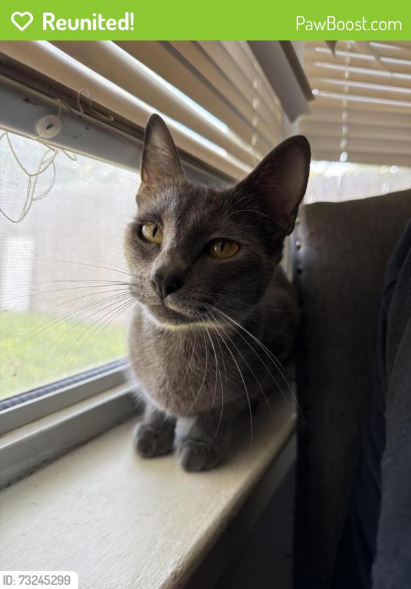 Reunited Female Cat last seen Melinda Ln, Pasadena, TX 77505