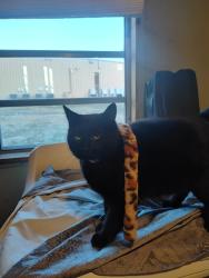 Lost Male Cat last seen Family dollar, Bulls Gap, TN 37711