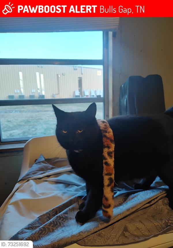Lost Male Cat last seen Family dollar, Bulls Gap, TN 37711