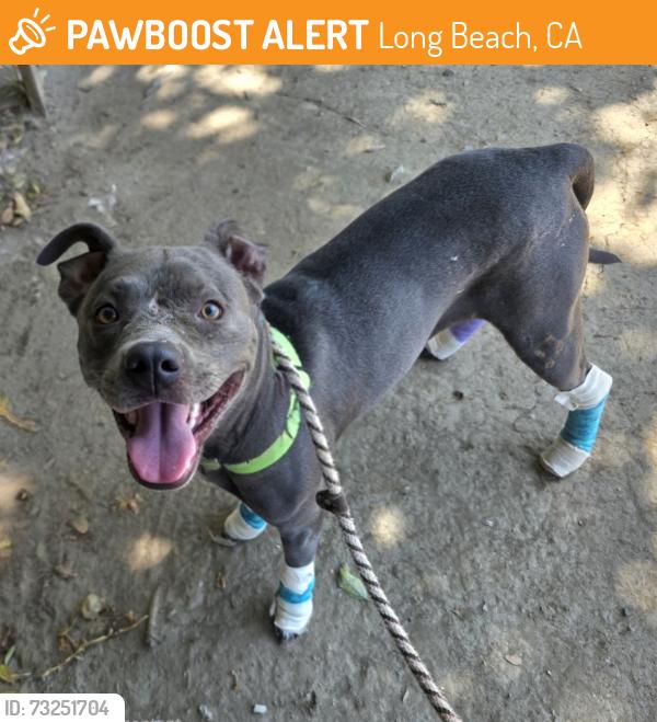 Found/Stray Female Dog last seen Near E Ocean Blvd, Long Beach, CA 90803, Long Beach, CA 90803