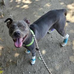 Found/Stray Female Dog last seen Near E Ocean Blvd, Long Beach, CA 90803, Long Beach, CA 90803