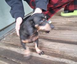 Reunited Female Dog last seen South Bend, IN, USA, South Bend, IN 46601