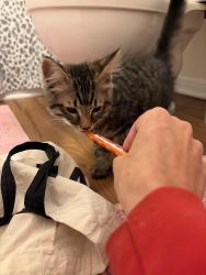 Reunited Unknown Cat last seen MAA apmt complex, Raleigh, NC 27613