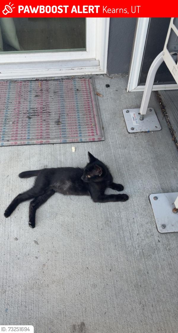 Lost Male Cat last seen Near home run drive Slc Utah, Kearns, UT 84118