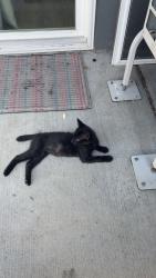 Lost Male Cat last seen Near home run drive Slc Utah, Kearns, UT 84118