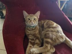 Reunited Male Cat last seen Near, Katy, TX 77494