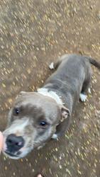 Reunited Male Dog last seen Oak st Dade city, Dade City, FL 33523