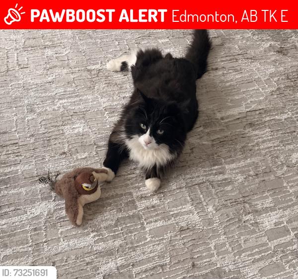 Lost Male Cat last seen Near 86 ST 37 Ave NW. Millwoods, Richfield area, Edmonton, AB T6K 0E4