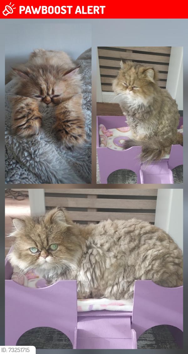 Lost Female Cat last seen Urlay nook road, Eaglescliffe, England TS16 0GA