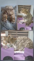 Lost Female Cat last seen Urlay nook road, Eaglescliffe, England TS16 0GA