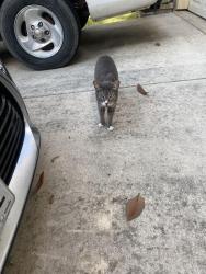 Found/Stray Unknown Cat last seen Heritage way, San Antonio, TX 78251