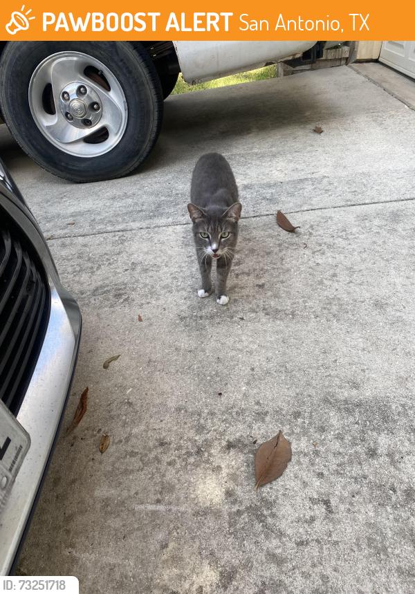 Found/Stray Unknown Cat last seen Heritage way, San Antonio, TX 78251