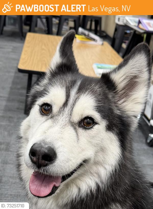 Found/Stray Female Dog last seen Washburn and mustang, Las Vegas, NV 89130