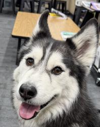 Found/Stray Female Dog last seen Washburn and mustang, Las Vegas, NV 89130