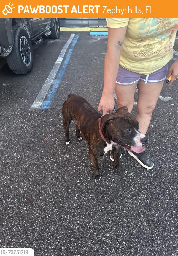 Found/Stray Male Dog last seen Pure water way zephyrhills, Zephyrhills, FL 33541