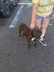 Found/Stray Male Dog last seen Pure water way zephyrhills, Zephyrhills, FL 33541