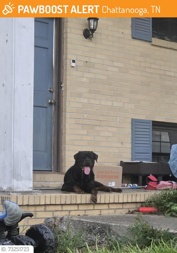 Found/Stray Male Dog last seen Branch drive and branch wood circle, hixson, tn, Chattanooga, TN 37343