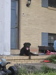 Found/Stray Male Dog last seen Branch drive and branch wood circle, hixson, tn, Chattanooga, TN 37343