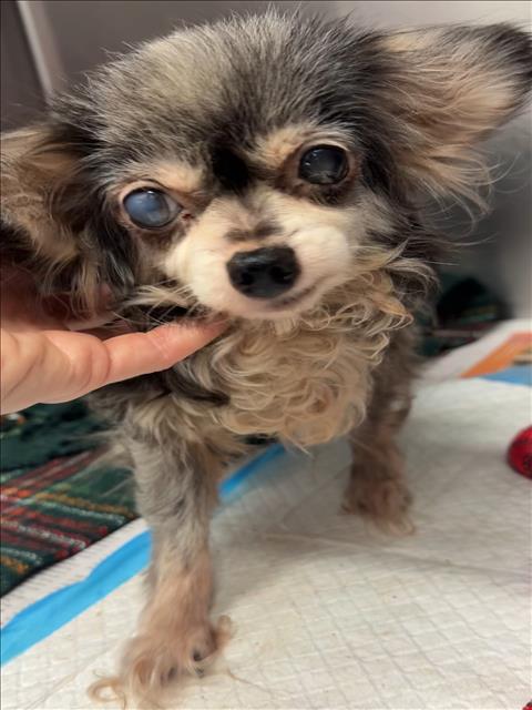 Shelter Stray Female Dog last seen , 1850 W 60th St, Los Angeles, CA 90047, USA