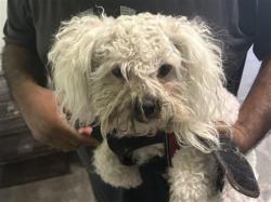 Shelter Stray Male Dog last seen , 1850 W 60th St, Los Angeles, CA 90047, USA