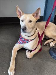 Shelter Stray Male Dog last seen , West Valley Animal Shelter, 20655 Plummer St, Chatsworth, CA 91311, USA