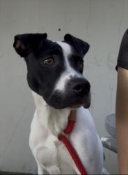 Shelter Stray Male Dog last seen , West Valley Animal Shelter, 20655 Plummer St, Chatsworth, CA 91311, USA