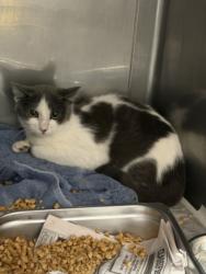 Shelter Stray Female Cat last seen , West Valley Animal Shelter, 20655 Plummer St, Chatsworth, CA 91311, USA