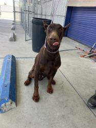 Shelter Stray Male Dog last seen Near BLOCK VISTA COLINA DR, BAKERSFIELD CA 93306, 3951 Fruitvale Ave, Bakersfield, CA 93308, USA
