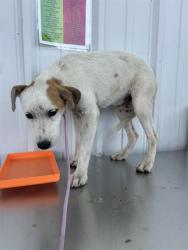 Shelter Stray Female Dog last seen Near BLOCK RICHARDS AVE, BAKERSFIELD CA 93307, 3951 Fruitvale Ave, Bakersfield, CA 93308, USA