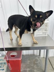 Shelter Stray Male Dog last seen Near BLOCK RICHARDS AVE, BAKERSFIELD CA 93307, 3951 Fruitvale Ave, Bakersfield, CA 93308, USA