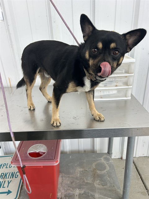 Shelter Stray Male Dog last seen Near BLOCK RICHARDS AVE, BAKERSFIELD CA 93307, 3951 Fruitvale Ave, Bakersfield, CA 93308, USA