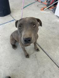 Shelter Stray Male Dog last seen Near BLOCK IRENE ST, BAKERSFIELD CA 93305, 3951 Fruitvale Ave, Bakersfield, CA 93308, USA