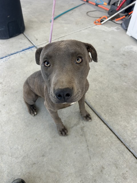 Shelter Stray Male Dog last seen Near BLOCK IRENE ST, BAKERSFIELD CA 93305, 3951 Fruitvale Ave, Bakersfield, CA 93308, USA