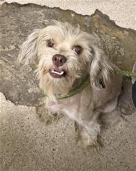 Shelter Stray Male Dog last seen Near BLOCK MAMMOTH AVE, BAKERSFIELD CA 93308, 3951 Fruitvale Ave, Bakersfield, CA 93308, USA