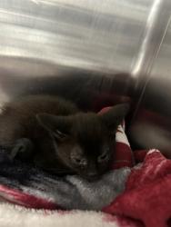 Shelter Stray Female Cat last seen PANORAMA DR BAKERSFIELD, 201 S Mt Vernon Ave, Bakersfield, CA 93307, USA