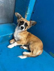 Shelter Stray Male Dog last seen Near BLK 31ST ST, BAKERFIELD CA, 201 S Mt Vernon Ave, Bakersfield, CA 93307, USA