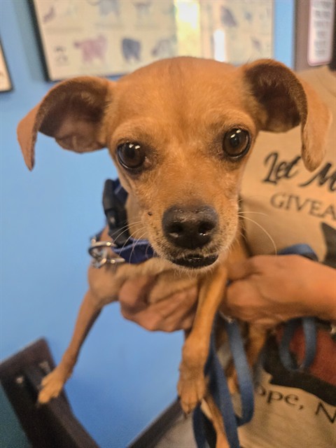 Shelter Stray Female Dog last seen LAMONT FIELD BAKERSFIELD, 201 S Mt Vernon Ave, Bakersfield, CA 93307, USA