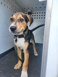 Shelter Stray Male Dog last seen Near BLK PALM ST,BAKERSFIELD,CA, 201 S Mt Vernon Ave, Bakersfield, CA 93307, USA