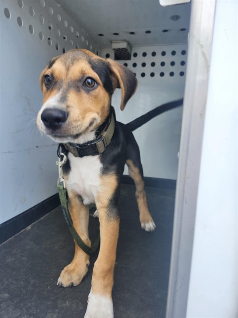 Shelter Stray Male Dog last seen Near BLK PALM ST,BAKERSFIELD,CA, 201 S Mt Vernon Ave, Bakersfield, CA 93307, USA