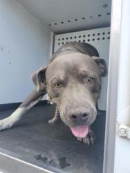 Shelter Stray Male Dog last seen Near BLK KINGSLAND AVE,BAKERSFIELD,CA, 201 S Mt Vernon Ave, Bakersfield, CA 93307, USA
