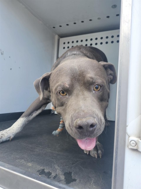 Shelter Stray Male Dog last seen Near BLK KINGSLAND AVE,BAKERSFIELD,CA, 201 S Mt Vernon Ave, Bakersfield, CA 93307, USA