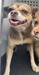 Shelter Stray Female Dog last seen Near BLK AUBURN ST, BAKERSFIELD CA, 201 S Mt Vernon Ave, Bakersfield, CA 93307, USA