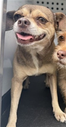 Shelter Stray Female Dog last seen Near BLK AUBURN ST, BAKERSFIELD CA, 201 S Mt Vernon Ave, Bakersfield, CA 93307, USA