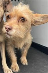 Shelter Stray Female Dog last seen Near BLK AUBURN ST, BAKERSFIELD CA, 201 S Mt Vernon Ave, Bakersfield, CA 93307, USA
